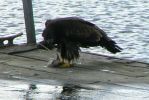 PICTURES/Grand Marais & a Lutsen Wedding/t_Eagle Eating Fish5.JPG
